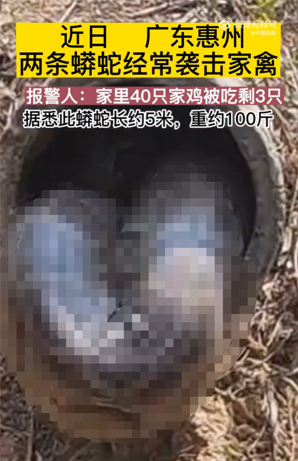 罕见百斤巨蟒成对潜入村庄：有人家里40只鸡被吃只剩不到1成