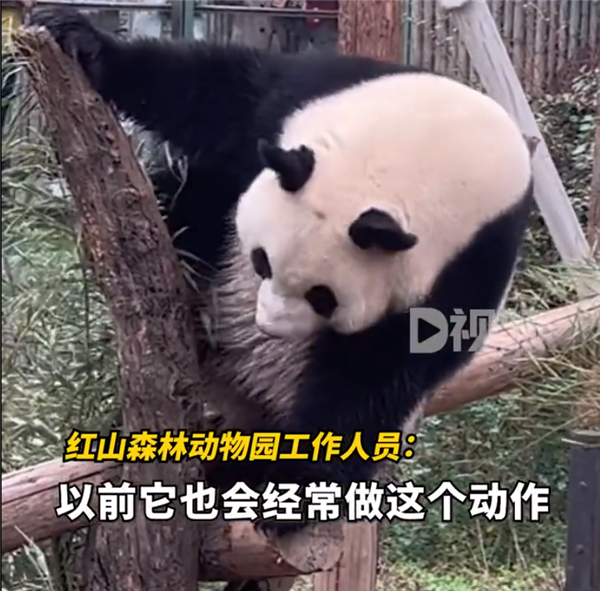 动物园回应大熊猫擦屁股出圈成网红:它只是在挠痒