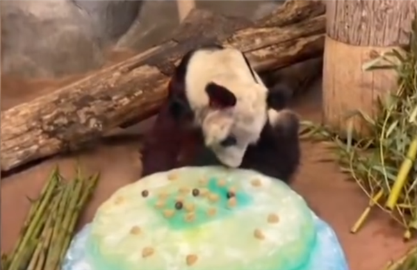 专业饲养员回应丫丫被虐待传闻：熊猫喜欢吃的竹子本身就发黄