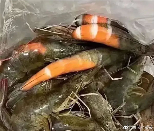 广东有多热？网友在广东买虾 还没到家就熟了