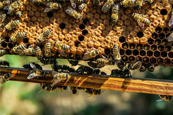 全球变暖导致蜜蜂体重减轻：发育更快但食物短缺