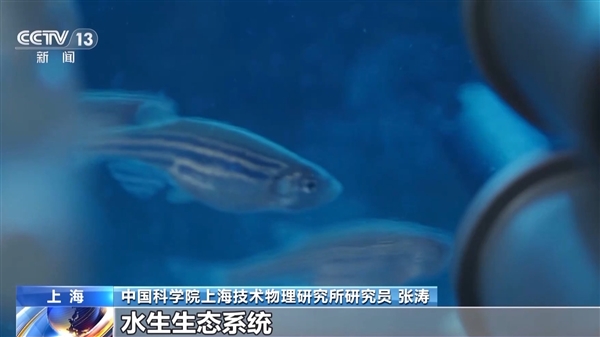 中国首次！神舟十八号乘组“太空养鱼”实验揭晓：建立生态平衡系统