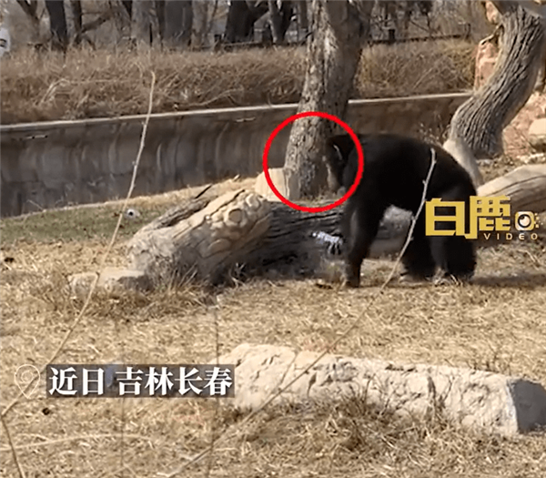 猩猩被游客扔瓶子砸头后扔回反击 动物园回应被教坏了:网友直呼做的对