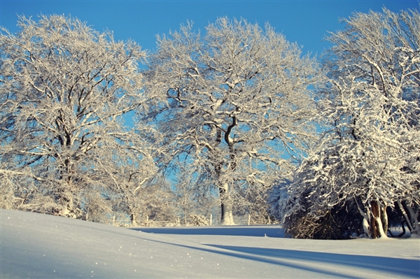 捅了雪窝了！东北经历11月来第五轮大范围雨雪：最高降温12℃
