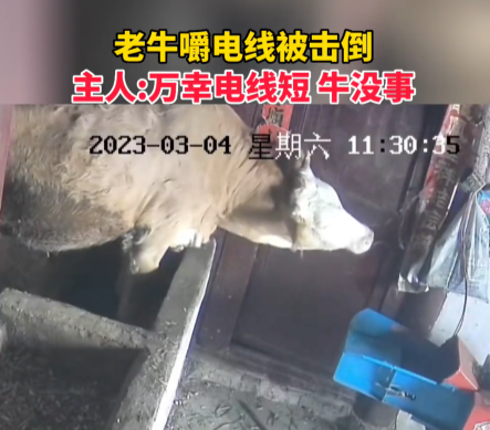 老牛嚼电线被击倒 网友:应该是母牛 因为公牛不漏电