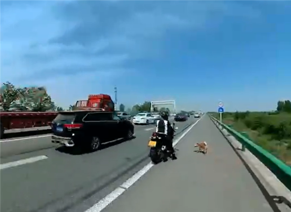 爱犬跳车乱蹿 摩托车骑手高速路上抓狗:险象环生