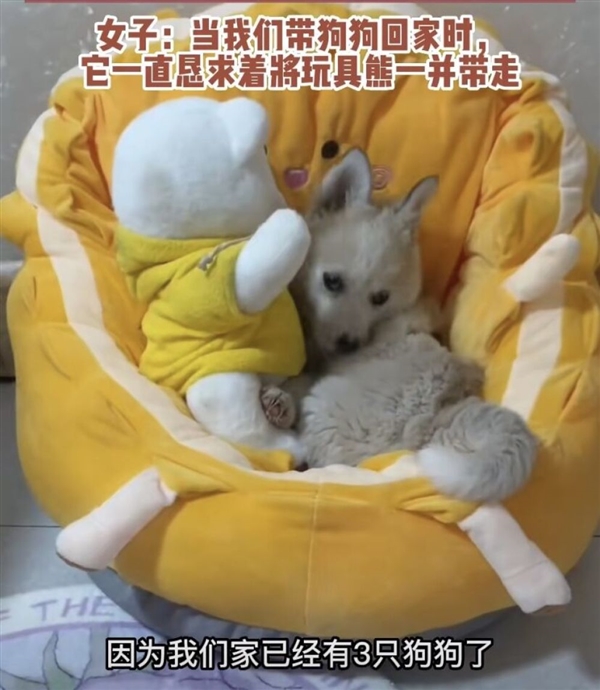 流浪小狗乞求收养者一起带走玩具熊:画面让养狗人士泪目 为何被遗弃