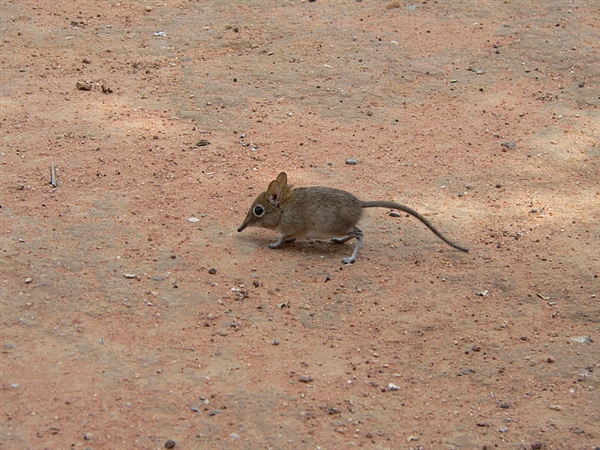 可由老鼠传播 尼日利亚爆发拉沙热疫情：已致128人死亡