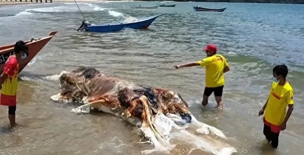 神似外形物种！不明生物尸体被冲上马来西亚海滩：正在鉴定DNA