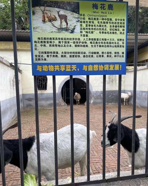 “非洲狮的好朋狗”?动物园回应圈养鸡羊狗:珍稀品种 非普通家禽