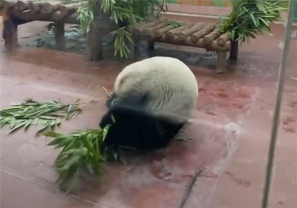 门票值了！大熊猫看到游客后展示“才艺”：抱着竹子连续翻跟头