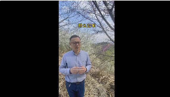 浙江选育出了“螺蛳粉”樱花 味道酸爽：樱花到底来自中国还是日本？