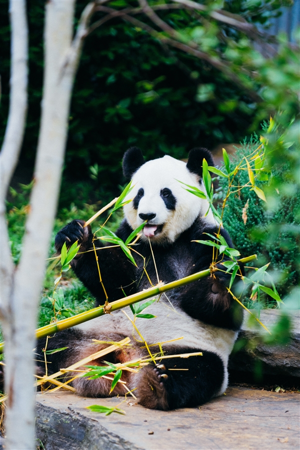 狂炫面食引游客惊叹:山东养的大熊猫相当炸!工作人员科普