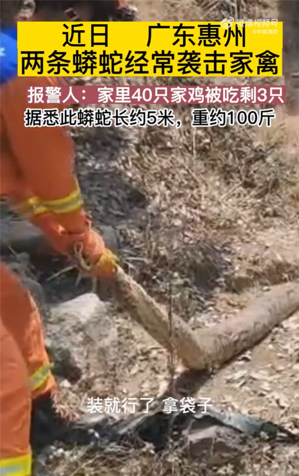 罕见百斤巨蟒成对潜入村庄:有人家里40只鸡被吃只剩不到1成