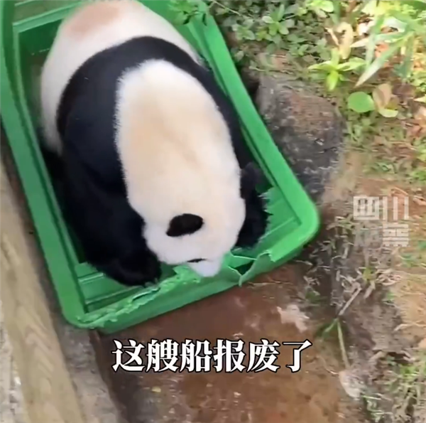 别拿熊猫不当熊!几分钟就能捣毁一条船 网友:不愧为蚩尤座驾