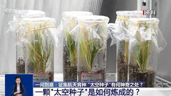 真天选之种!上天入地的“太空种子”原来是如此炼成的