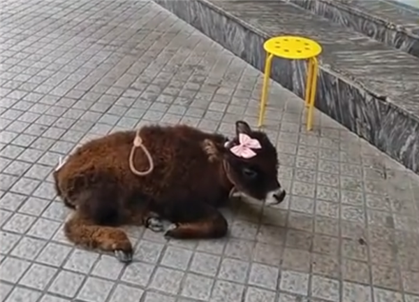 牛肉干店把牛犊拴门口吆喝现点现做被指残忍 店家:是吉祥物不会杀
