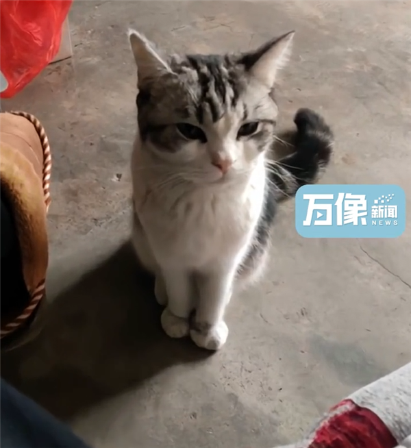 城市猫咪回村 血脉觉醒开始抓老鼠：主人用火钳都抢不走