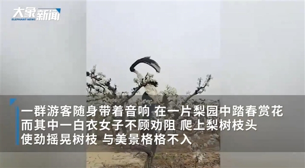 女子赏花站梨树枝头甩衣狂摇 拍摄者:花瓣掉落一地