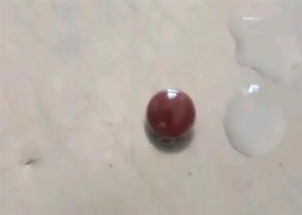 女子买28元河蚌疑发现红色孔克珠：邻居出价500元没卖