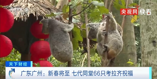 呆萌！66只考拉七代同堂齐送新春祝福