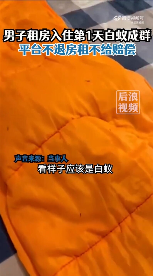 男子自如租房第1天发现白蚁成群:客服回应