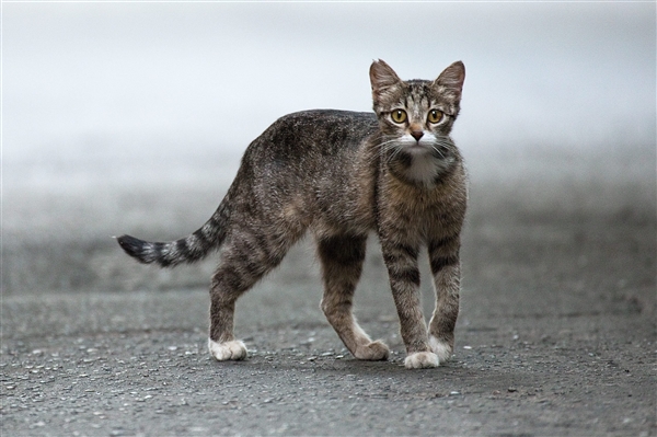 澳大利亚将对猫实行宵禁:逃跑出门或被处决 原因无可奈何