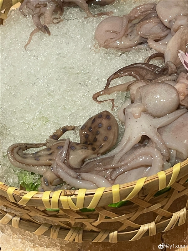 火锅店内惊现剧毒蓝环章鱼 网友在线请教：还好没吃
