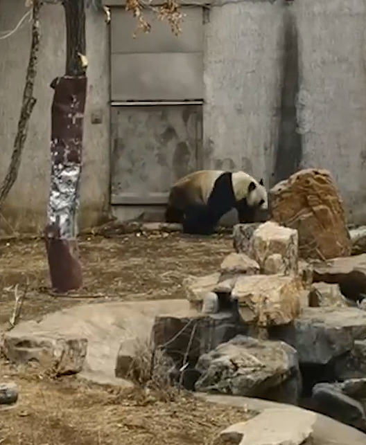东北大熊猫着急下班 哐哐敲铁门:网友心酸想起在美丫丫 蜂花将认养?