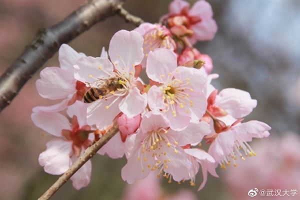 绝美 武汉大学早樱初开!花期短暂仅15天左右 非校友看不了