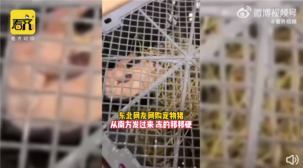 东北市民网购宠物猪收到已冻僵 网友唏嘘：一个敢买一个敢发