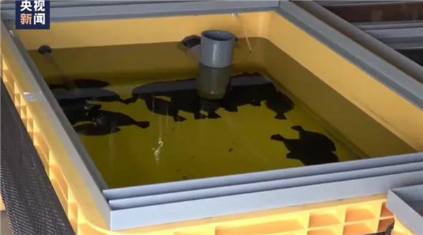 没商量余地!日本核污水排海将影响整个生物圈 海产品或都有辐射