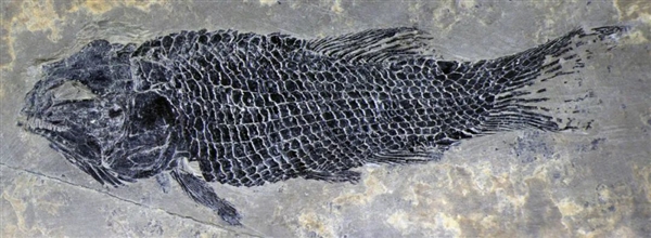 天下第一条凶猛雀鳝鱼类现身云南：2亿年前的祖先长这样 仅拇指长