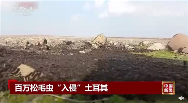 密密麻麻！地震后松毛虫大规模入侵土耳其：场面惊悚 令人不适