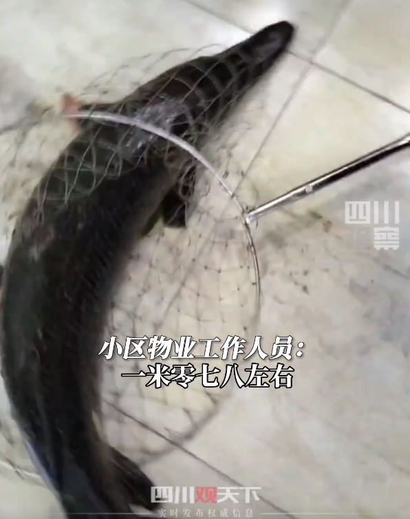 水里活物几乎通吃！四川一小区现21斤重“水中杀手”鳄雀鳝