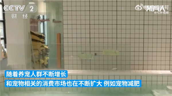 杭州宠物减肥一月收费4000元起 养宠人花费增加:网友感叹待遇不如狗