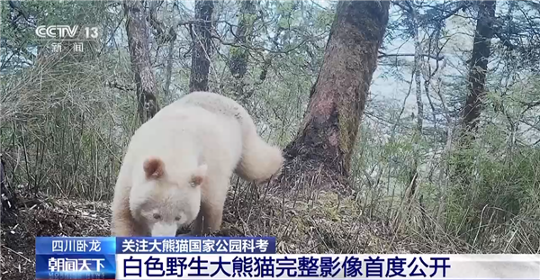 全球唯一白色大熊猫影像首公开:已经成年了