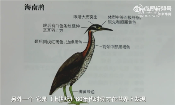 广东惠东发现“世界最神秘的鸟”:中国特产、比大熊猫还稀少