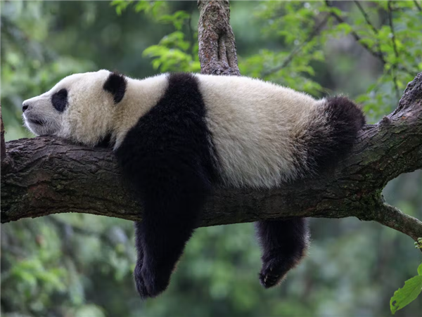 大熊猫“乐乐”死因已初步确定:心脏病变