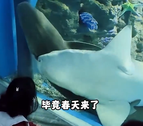 鲨鱼求偶被误认吃“同事” 官方回应:是繁殖行为 撕咬有分寸