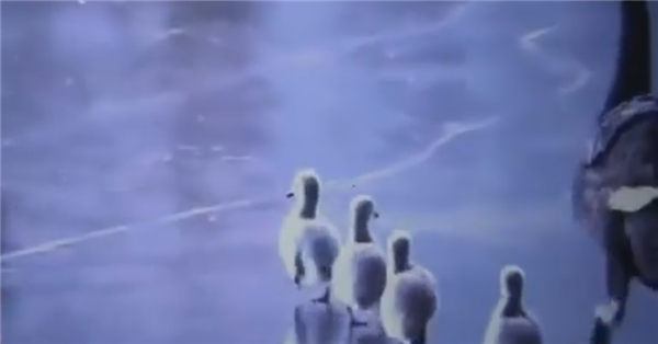 太残忍！圆明园小天鹅被游客逼迫走冰 导致脚蹼溃烂