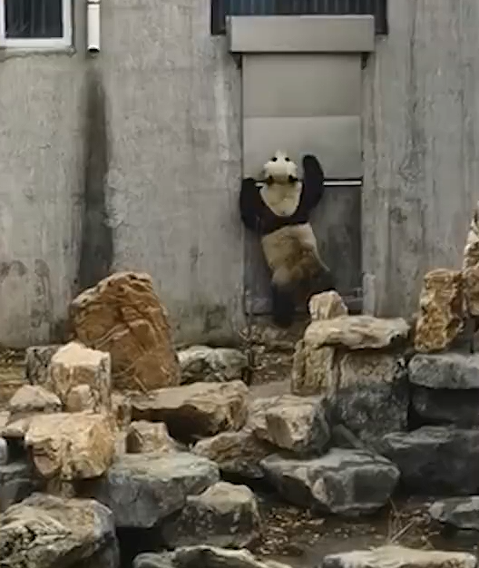 东北大熊猫着急下班 哐哐敲铁门:网友心酸想起在美丫丫 蜂花将认养?