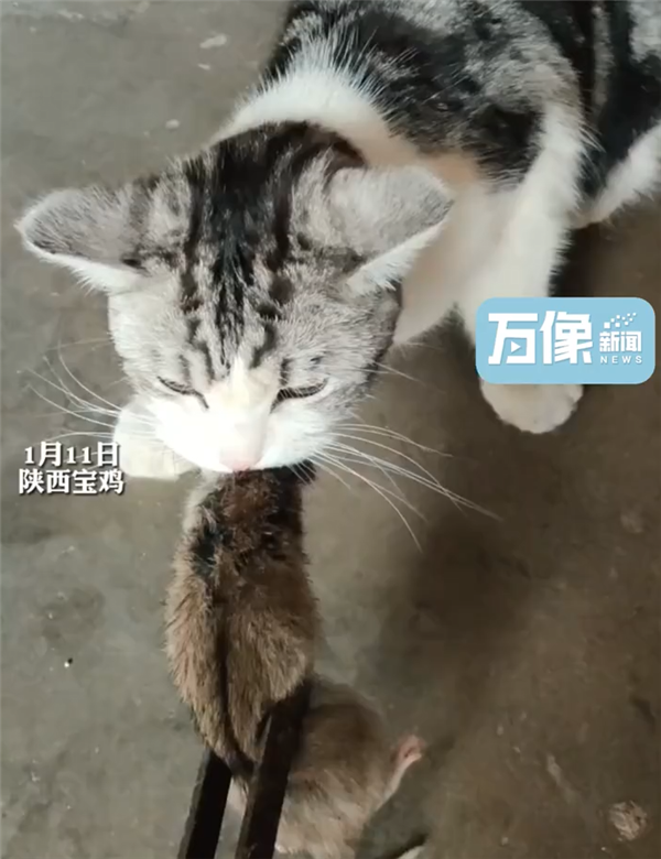 城市猫咪回村 血脉觉醒开始抓老鼠：主人用火钳都抢不走