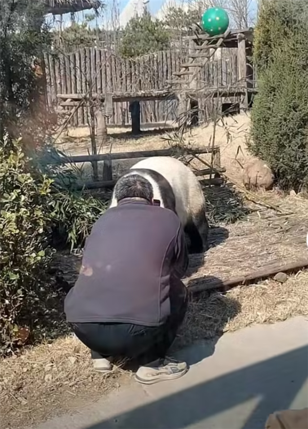 唐山一游客私自翻进园内逗大熊猫 危险:大熊猫是熊