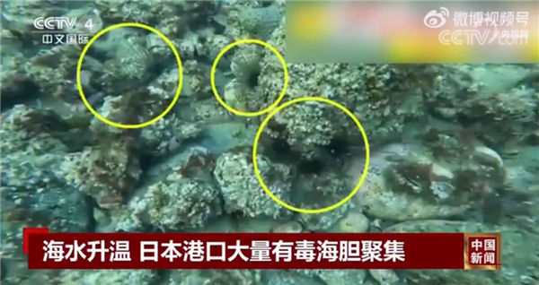 即将让核污水倒入大海!日本港口大量有毒海胆聚集 或出现爆发式增长
