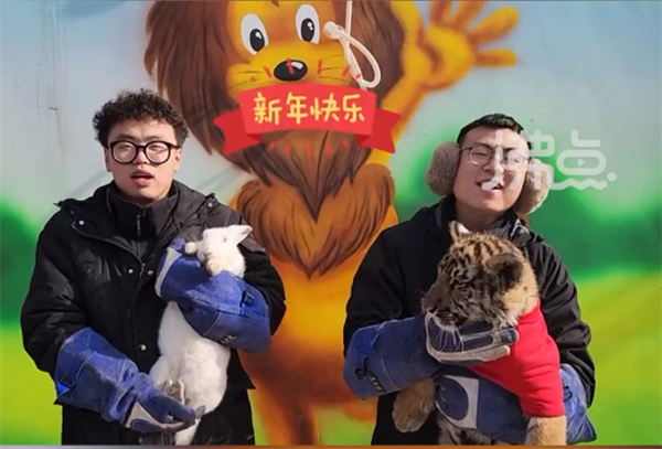 野性觉醒！动物园办虎兔交接仪式：兔子差点成“盘中餐”