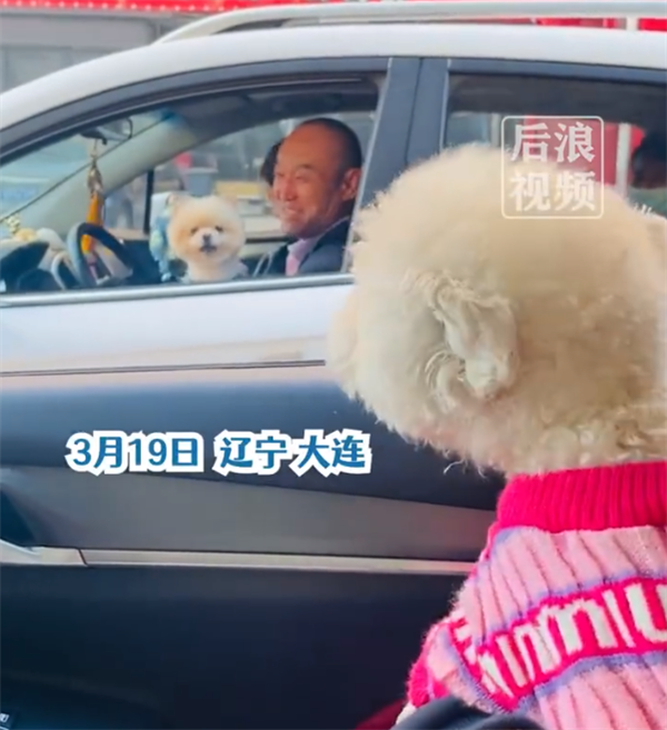 主人堵车半小时两狗子隔窗吵架29分钟:听不懂但感觉不像好话