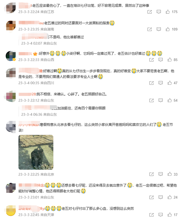 济南动物园网红小黑猩猩“柒仔”去世:初步研判系突发疾病死亡