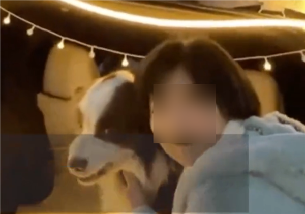 网红贴脸陌生边牧被咬脸找主人索赔 引网友热议