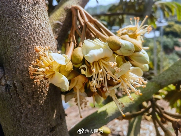 比进口价格便宜!海南三亚榴莲今年6月将大规模上市
